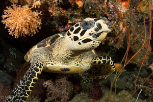 Eye contact. Similan islands. by Mehmet Salih Bilal 
